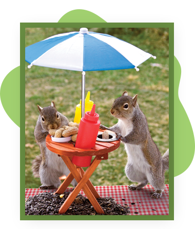 Squirrel Feeder